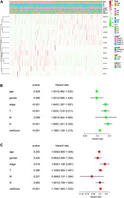 FDX1 can Impact the Prognosis and Mediate the Metabolism of Lung Adenocarcinoma